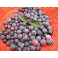 IQF Freezing Organic Blueberry Zl-100007